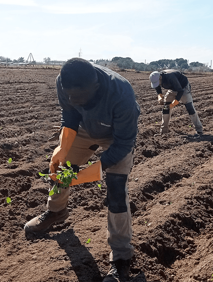 Dos hombre plantando a mano en campo comunidad de Madrid